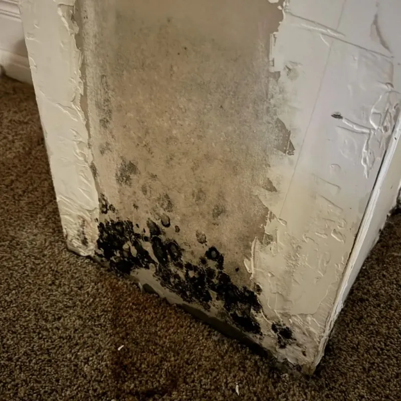 Professional Mold Removal in Kirby, TX